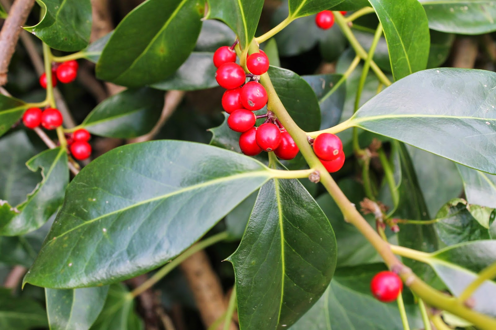 JibberJabberUK Winter berries