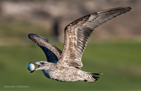 Canon EOS 70D for Birds In Flight - paired with EF 400mm f/5.6L USM Lens