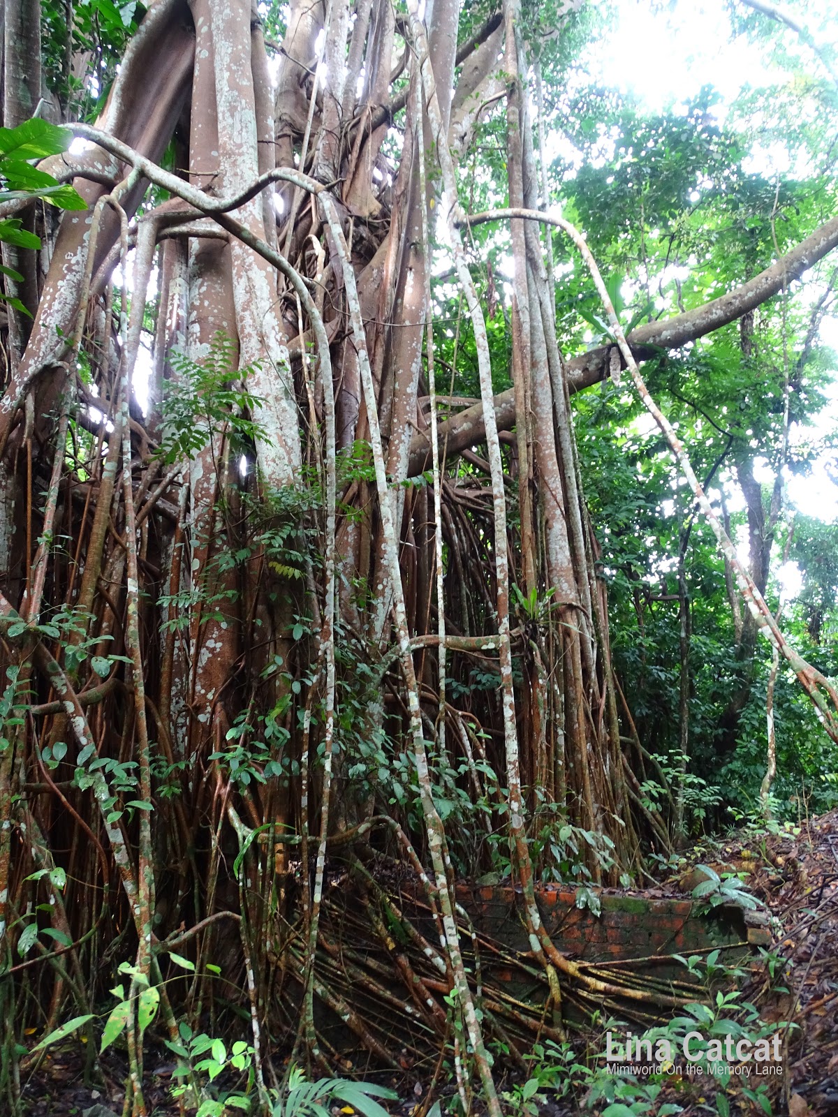 Mimiworld On the Memory Lane: Ruins of A Former Hainan Village and ...