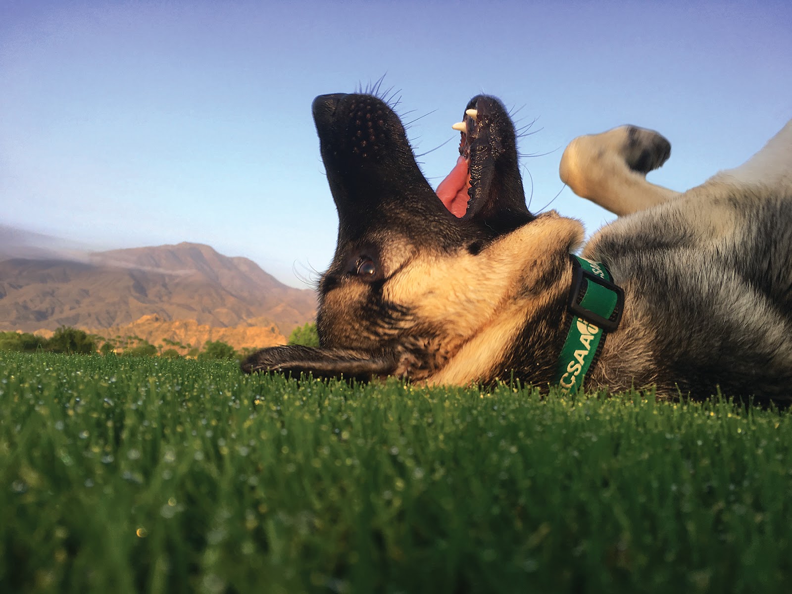 GCSAA Southwest Three dogs from the GCSAA Southwest Region featured