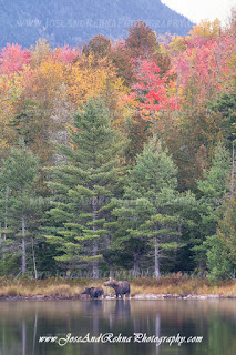Moose cow and calf feed in a pond - Greenville Moosehead Maine Wildlife Watching Moose in Maine Greenville Attractions