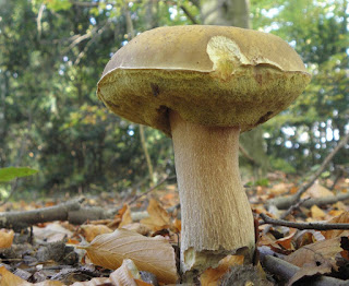 steinpilze erkennen Steinpilz steinpilze herrenpilz gemeiner unten essbar gilgen stirner roswitha sankt matthias iggensbach wayrethmayr dreamhc 123pilze