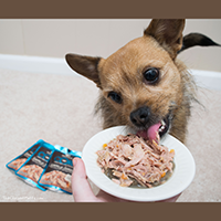 Wellness CORE Simply Shreds Dog Food Topper Review