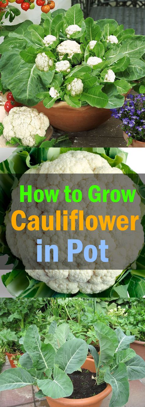 best way to grow cauliflower from seed best way to grow cauliflower from seed