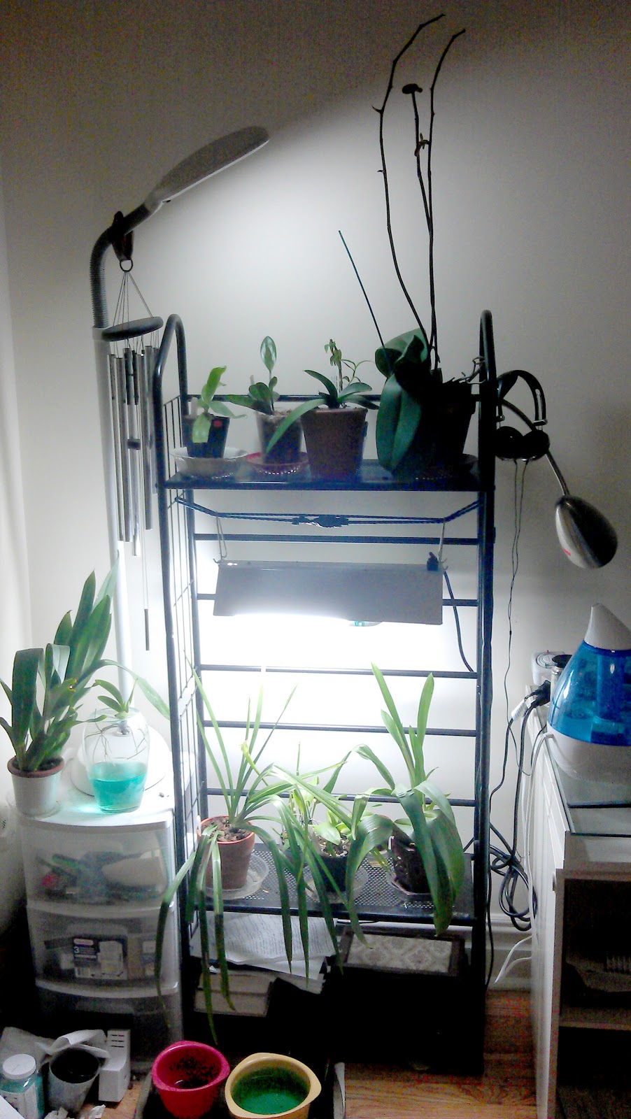 Maria's Orchids: The start of an orchid hobby