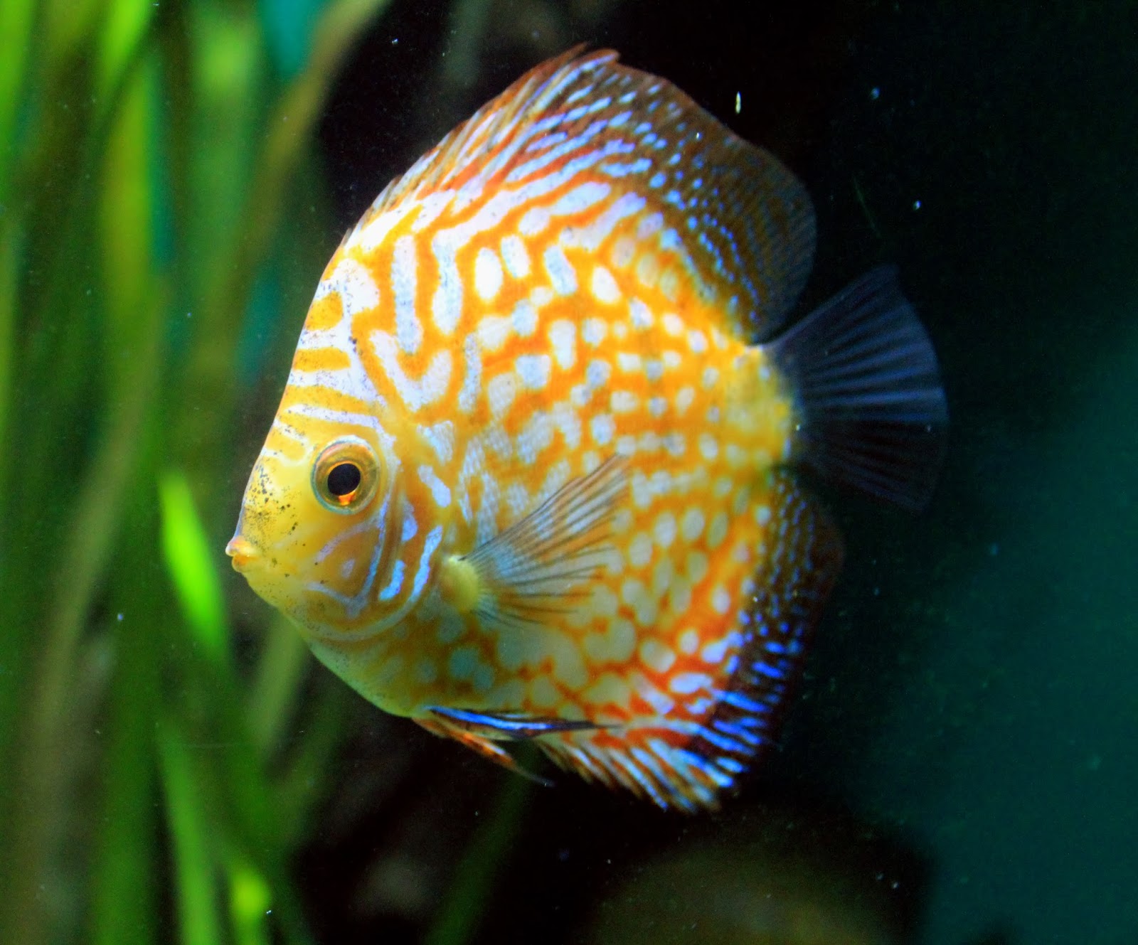 fish share: SYMPHYSODON FISH PICTURES 5