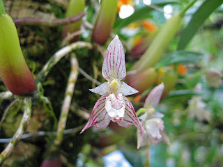 Hình ảnh lan lọng tía (Bulbophyllum Ambrosia)