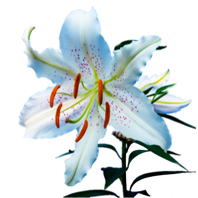 Clip Art: Flowers on a transparent background