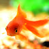5 Kid-Friendly pets you can have in your home
