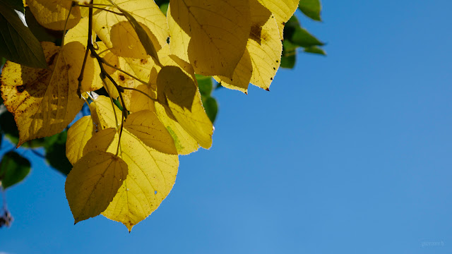 Foglie gialle in autunno su cielo blu