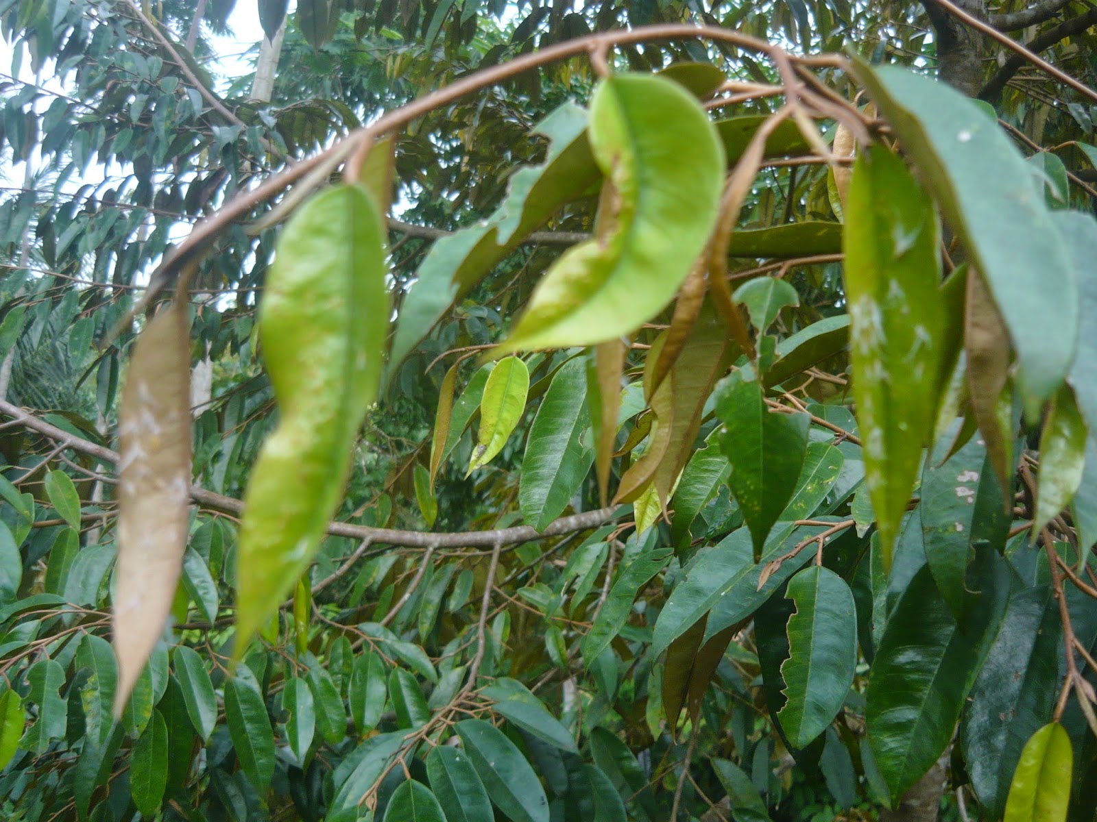 HAMA dan PENYAKIT TANAMAN DURIAN SERTA SOLUSINYA | Durian Alasmalang