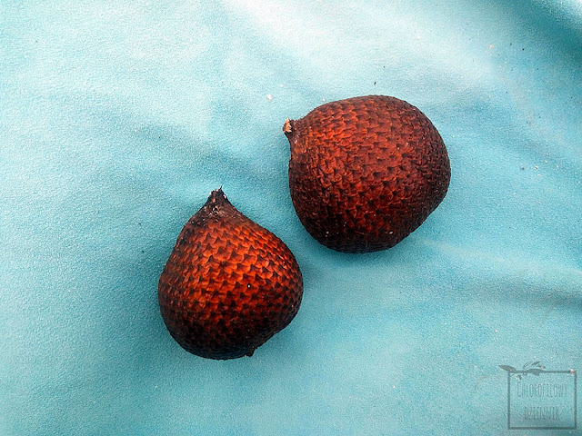 Salak jadalny (Salacca edulis) - owoc pokryty łuską węża - jak smakuje, wygląda, jadalne owoce palm, oszplina jadalna.