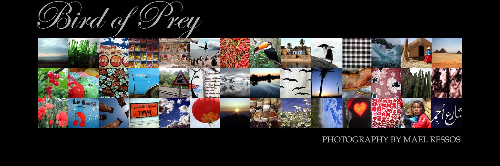 Bird of Prey Photography
