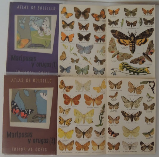 Atlas de mariposas y orugas de la fauna europea