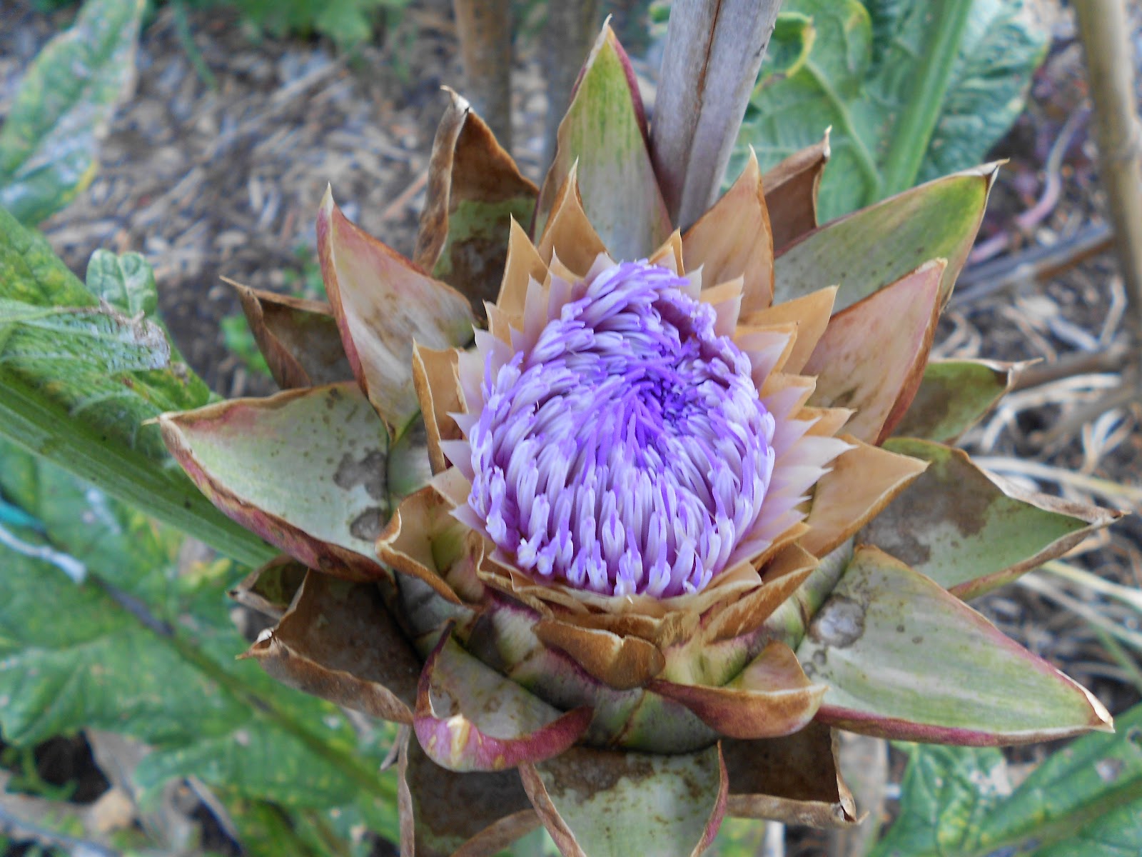 From Seed to Scrumptious Artichoke in Flower