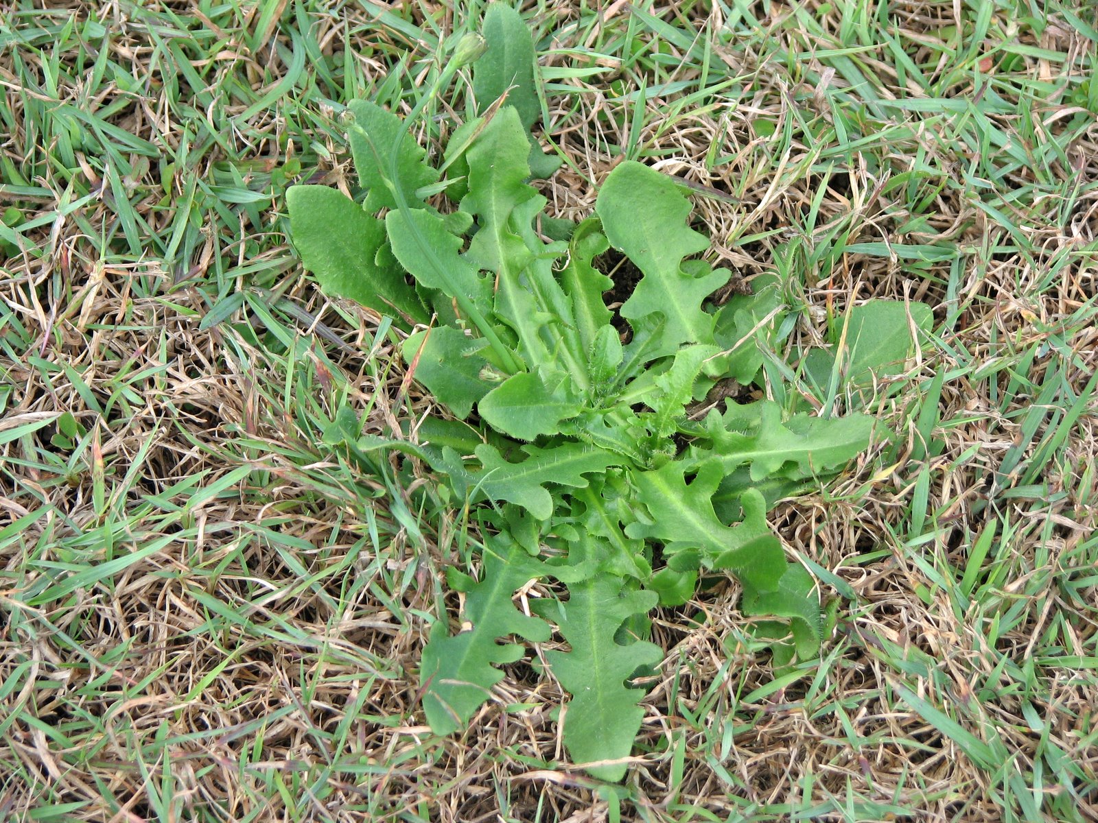 Plant Photography Cat's Ear/Flatweed Hypochaeris radicata Lawn Weed