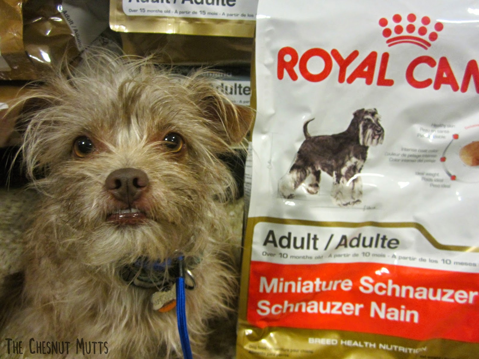 Bailey with Miniature Schnauzer Breed Specific Royal Canin Food