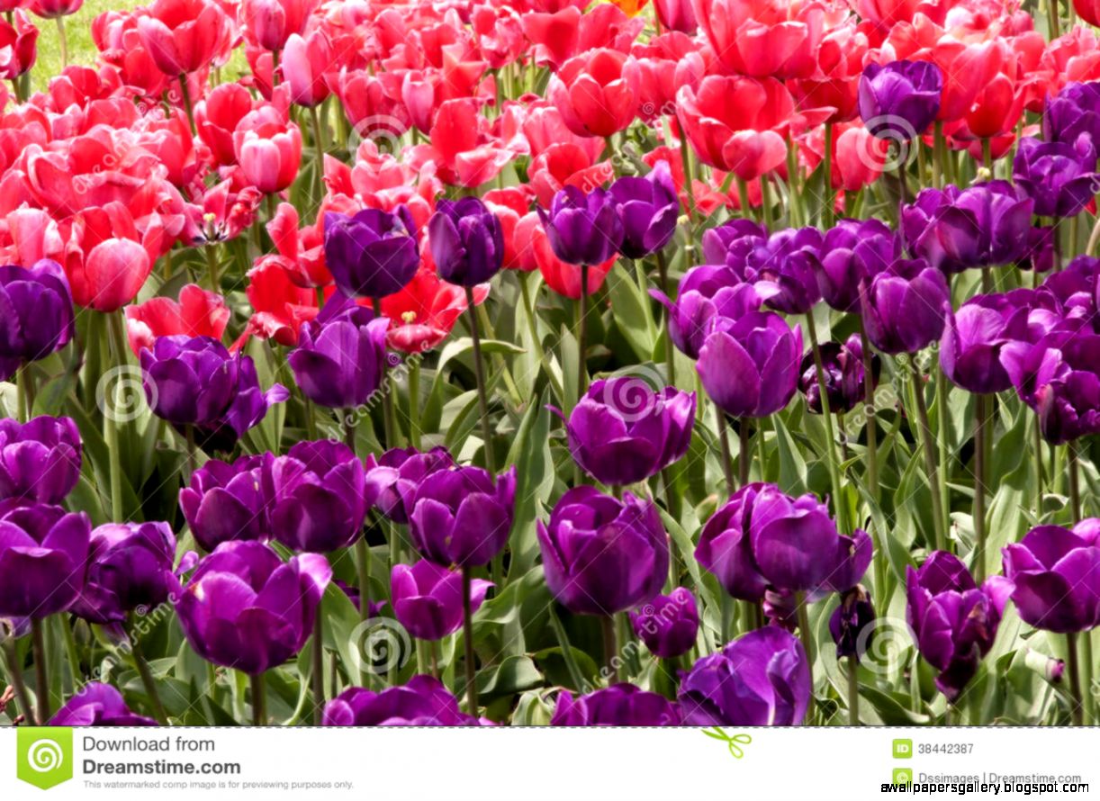Hot Pink Tulips