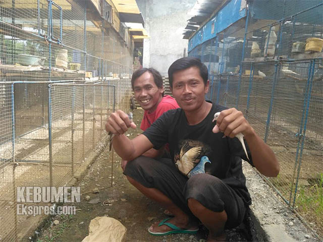 Peternak Perkutut Ikut Waspada Saat Musim Penghujan Kebumen