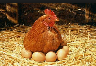 78 Gambar Perkembangbiakan Hewan Ayam Gratis Terbaru
