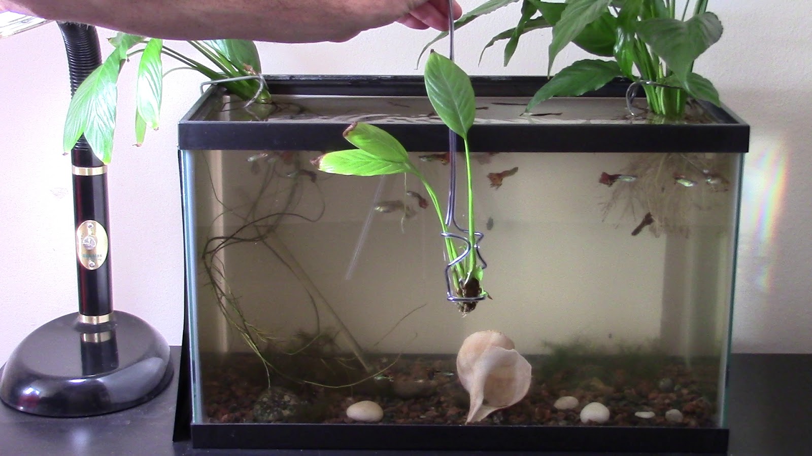 Random Bits Aquarium plant holder of wire hanger