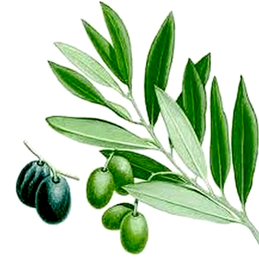 El OLIVAR noticias del aceite de oliva Científicos estudian la dinámica nutricional en hojas de