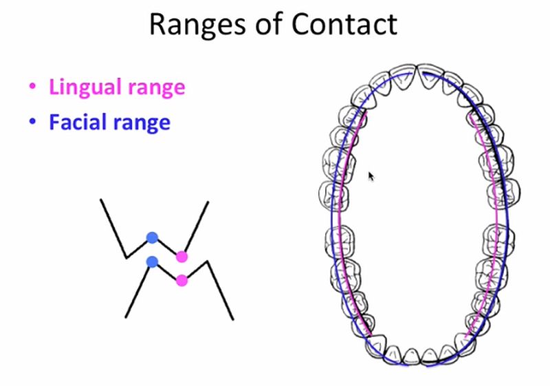DYNAMIC OCCLUSION Working vs. Nonworking Movement & Occlusal Grid