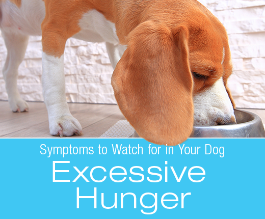 Symptoms to Watch for In Your Dog: Excessive Hunger