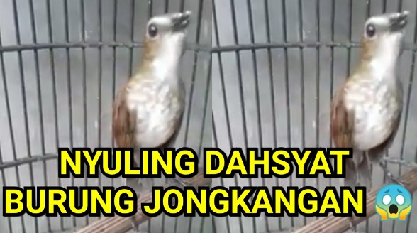Download 46 Gambar Burung Jongkangan Free Gambar Burung