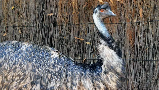 Taronga zoo pictures: an emu