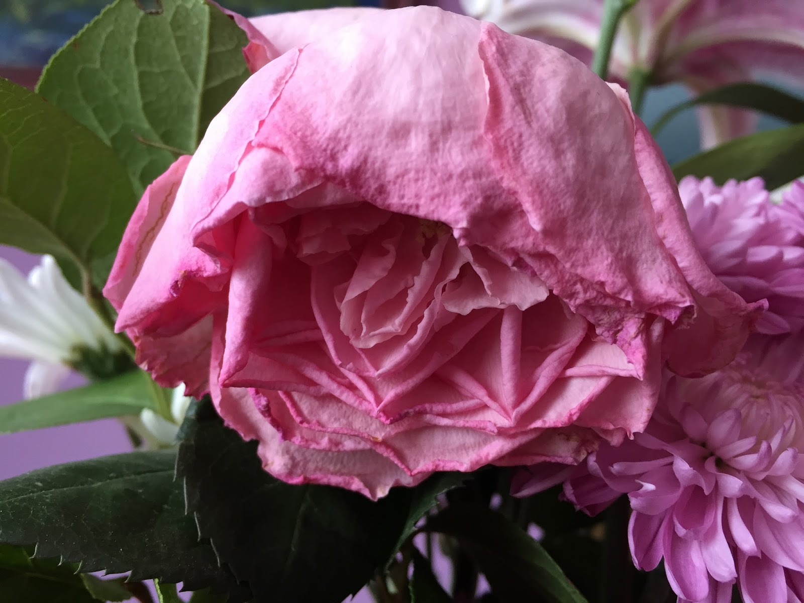 The Meditative Gardener Wilting Rose