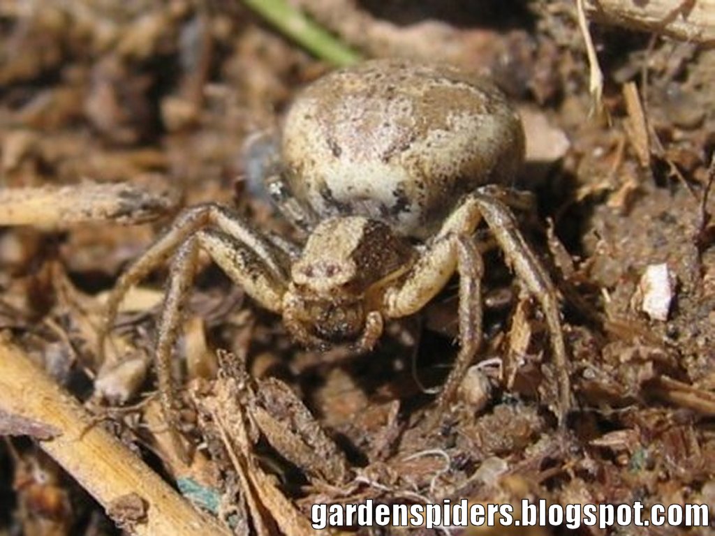 Spiders in the Garden Brown and Tan Crab Spider