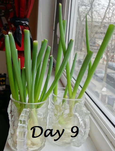 How to Grow Scallions How to Grow Scallions