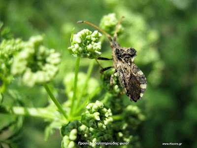 Κώνειο: Conium maculatum L.