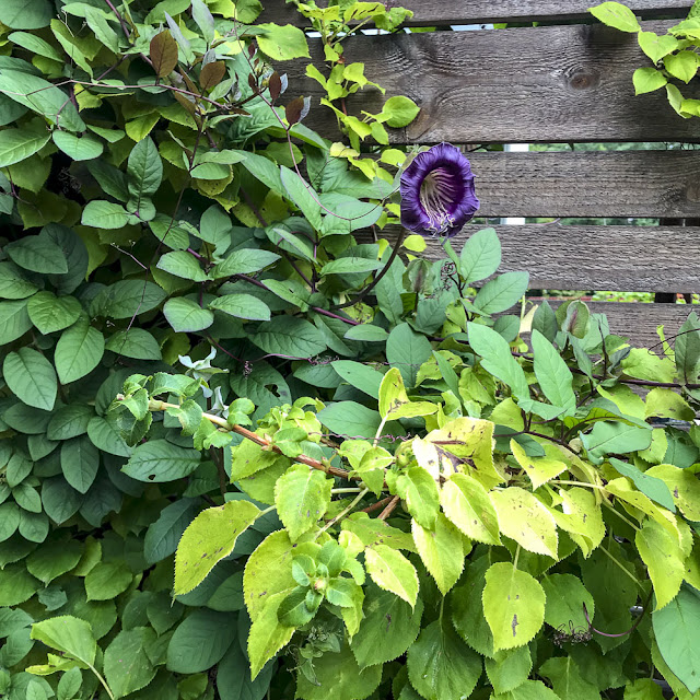 klockranka, cobead, klätterhortensia klockranka, cobea, klätterhortensia