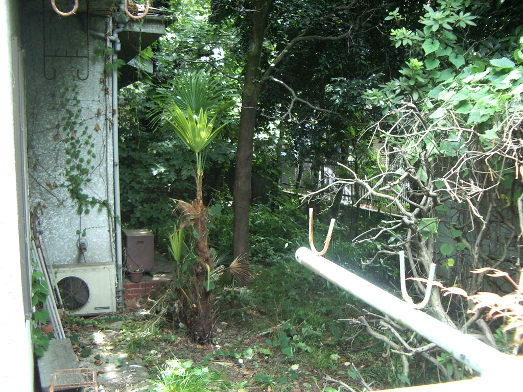 千駄木菜園 柿の剪定と7年の回顧