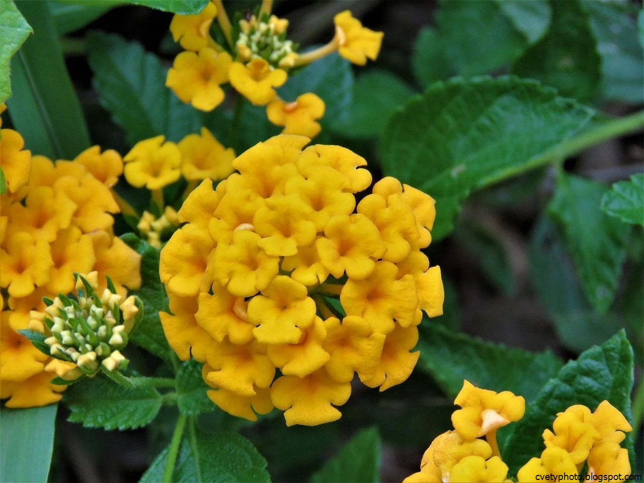 Желтые цветы которые дарят на 8. Многолетки желтый цветок. Многолетники Урала желтые. Жёлтый вербейнтуэ.