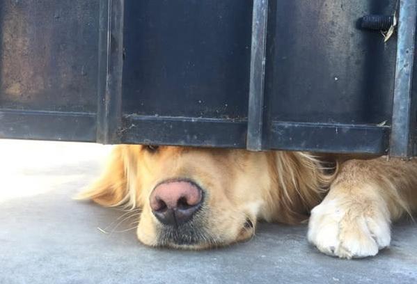 Chú chó nổi tiếng thế giới vì mỗi ngày đều nhòm qua khe cửa để chờ bạn thân tới vuốt ve