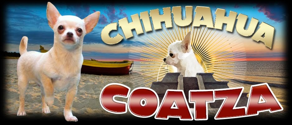 Chihuahua Coatza
