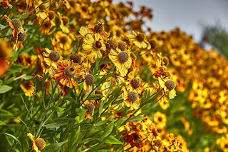 Flowers in Autumn, by Дмитрий Проценко on Pixabay Image: Flowers in Autumn, by Дмитрий Проценко on Pixabay