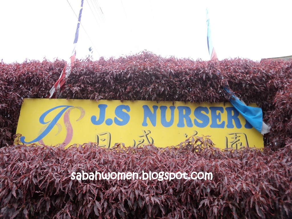 Flower Nursery at JS Nursery, Kundasang Sumandak Kinabalu Little Corner