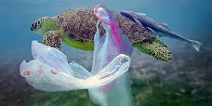 Contaminación de las aguas por bolsas plásticas