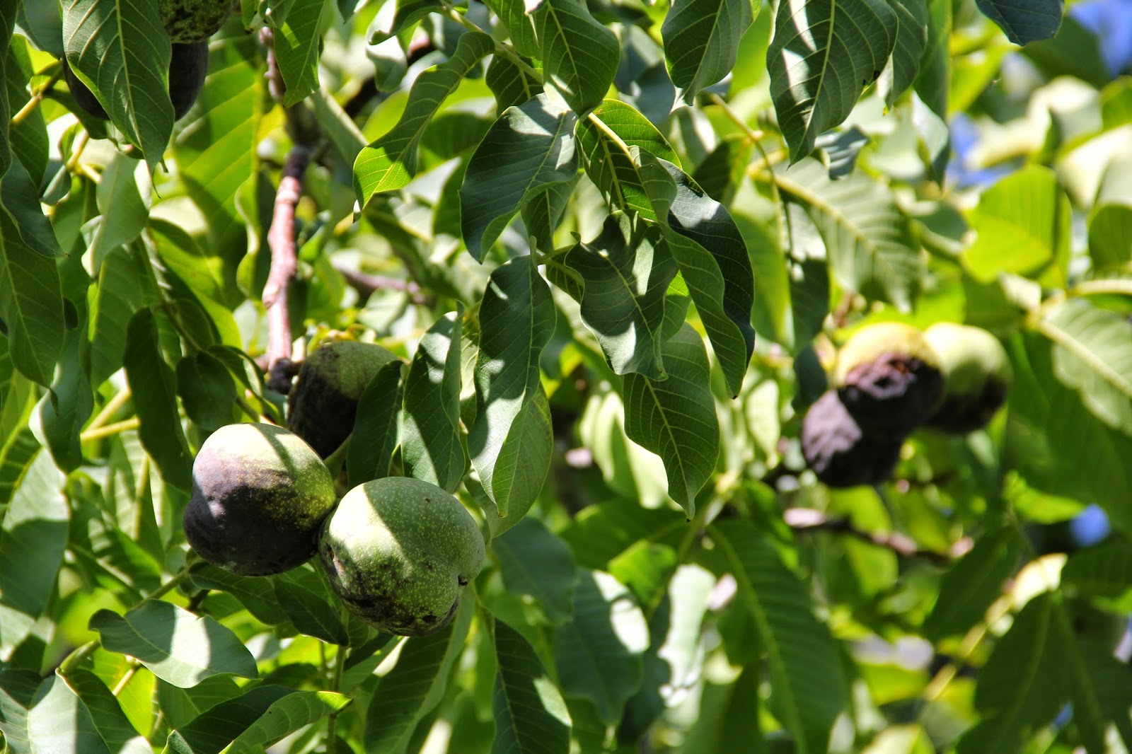 Beit Emmett Walnuts Candied and for the Birds