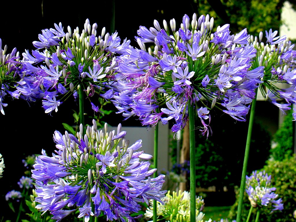 Jardim Design: Agapanthus, flor do amor azul e branco
