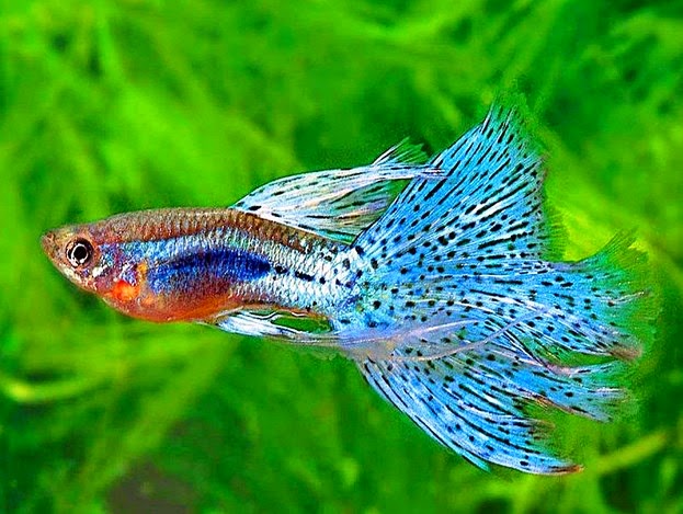 Cara Budidaya Ikan Guppy Poecilia Reticulata