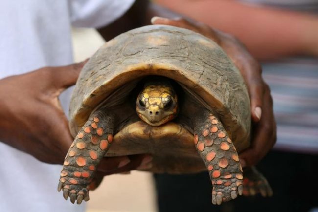 Family Cleaned Their Storage Room And Found Their Tortoise, Missing Since 1982 Family Cleaned Their Storage Room And Found Their Tortoise, Missing Since 1982