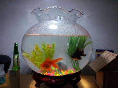 Ikan Hias Akuarium Tanpa Oksigen Ikan Hias Akuarium Tanpa Oksigen