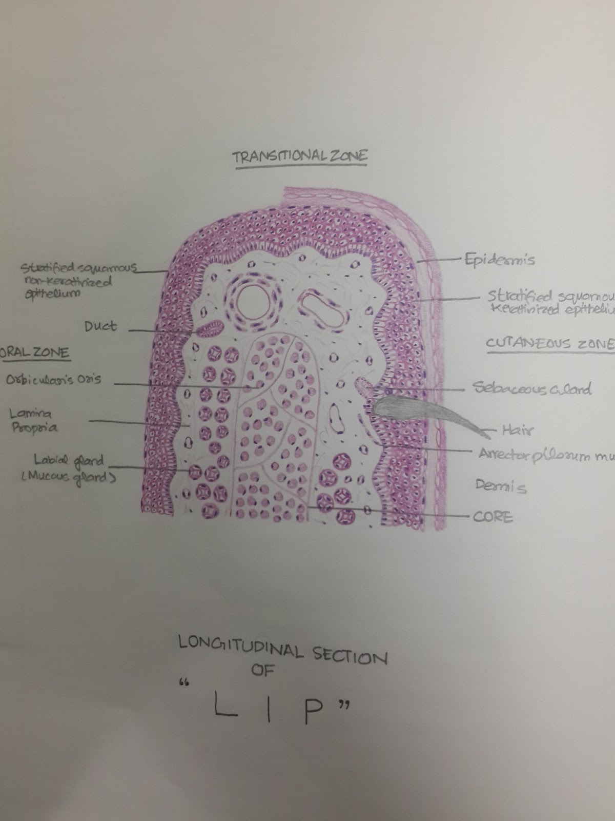 Histology Diagrams for 2nd Year MBBS