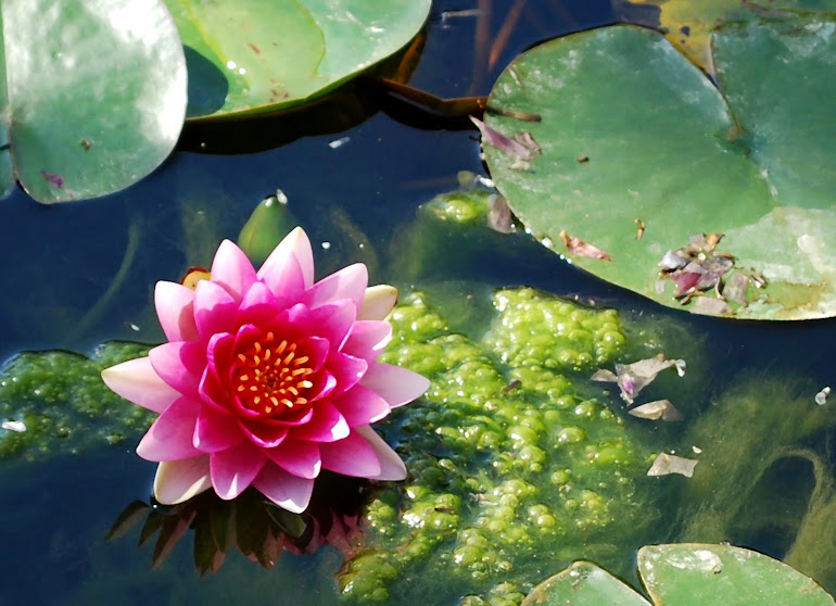 Water Lily