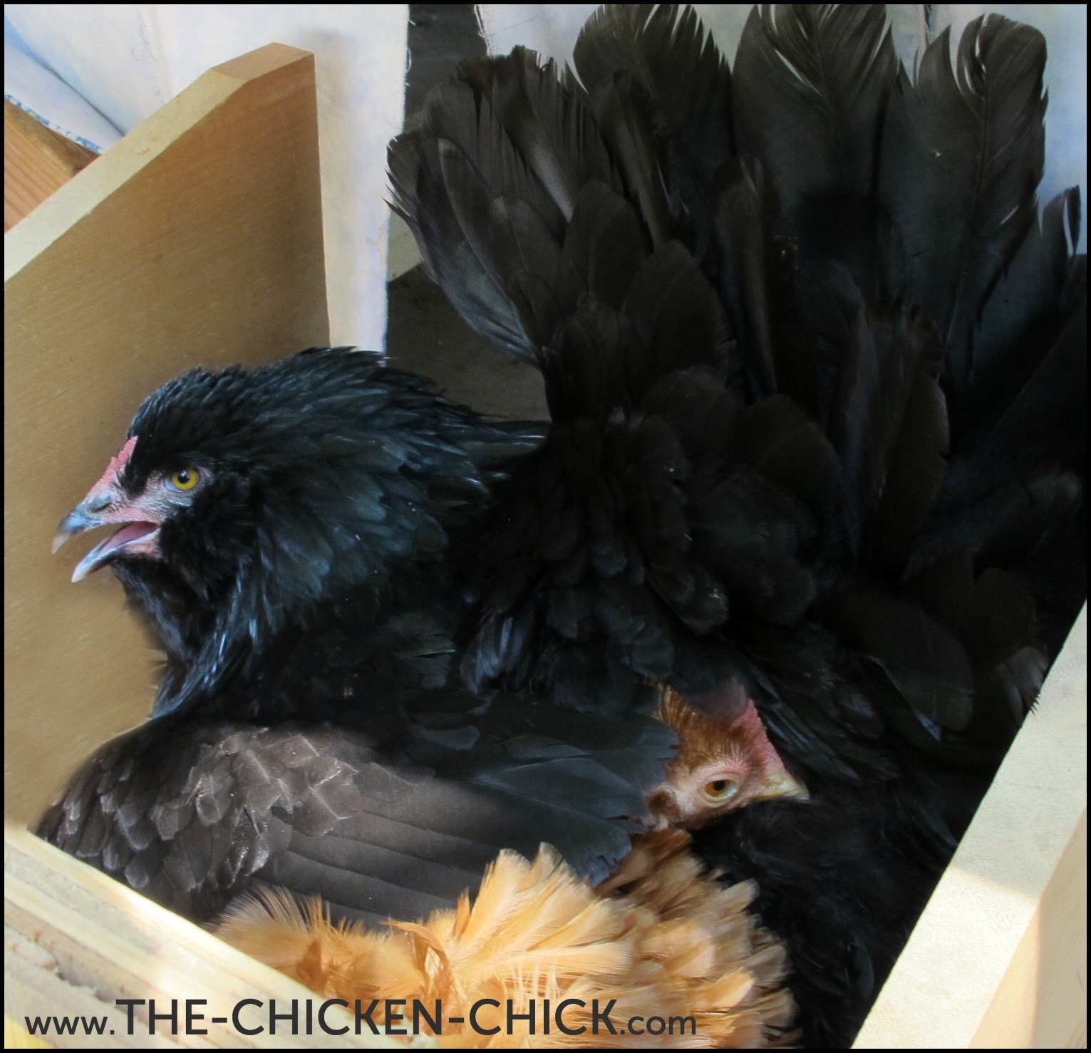 The Chicken Chick® Caring for Broody Hens in Extreme Cold